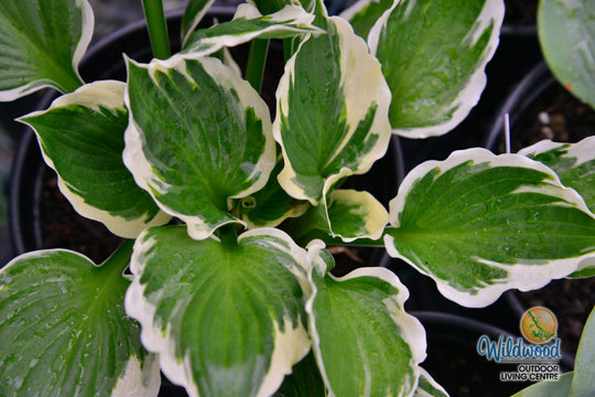 Hosta - Minuteman, 1 Pack