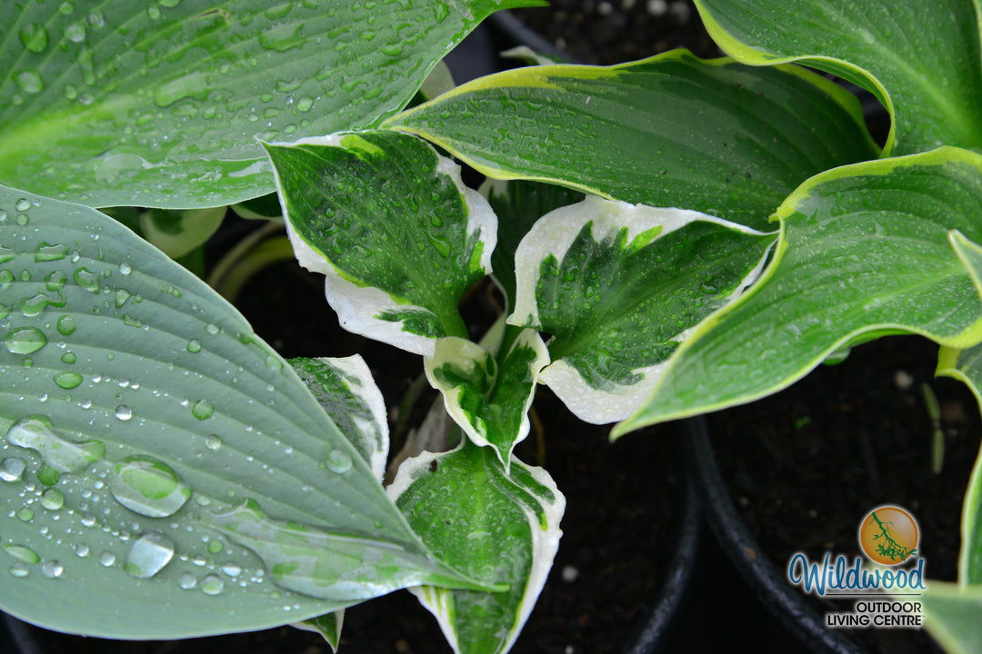 Hosta - Minuteman, 1 Pack