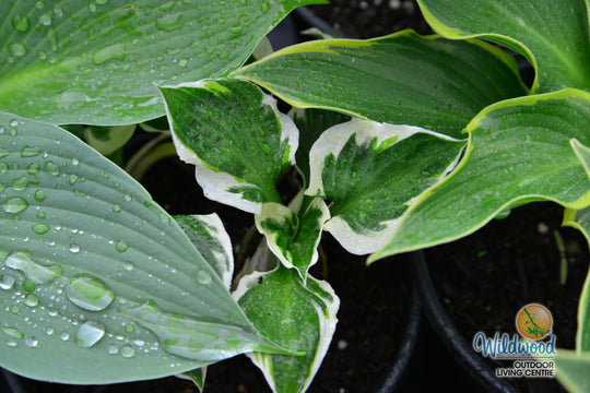 Hosta - Minuteman, 1 Pack