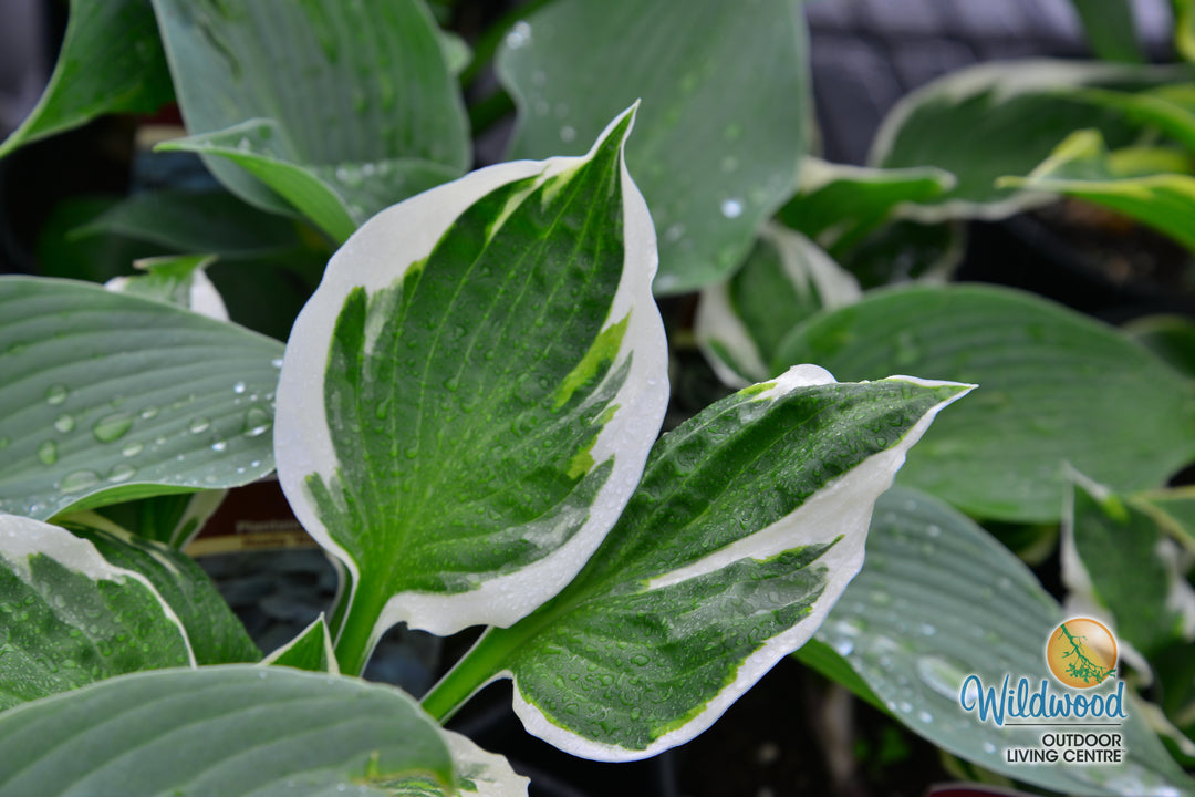 Hosta - Minuteman, 1 Pack