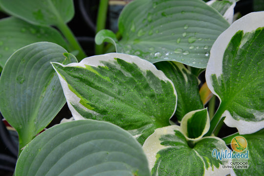 Hosta - Minuteman, 1 Pack
