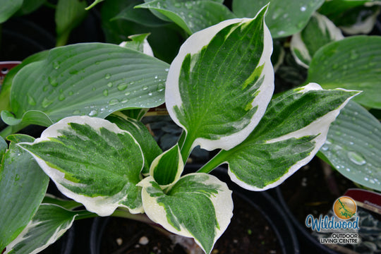 Hosta - Minuteman, 1 Pack