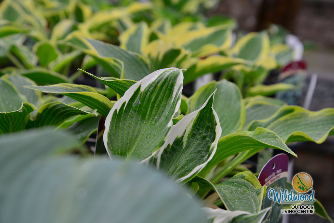 Hosta - Minuteman, 1 Pack