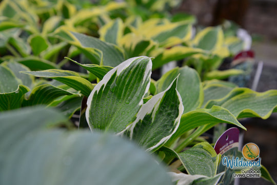 Hosta - Minuteman, 1 Pack
