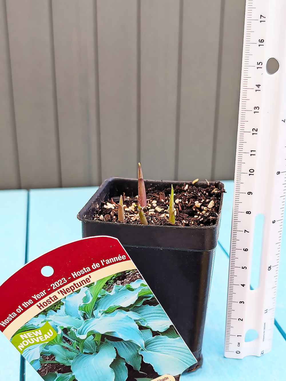 Hosta_Neptune