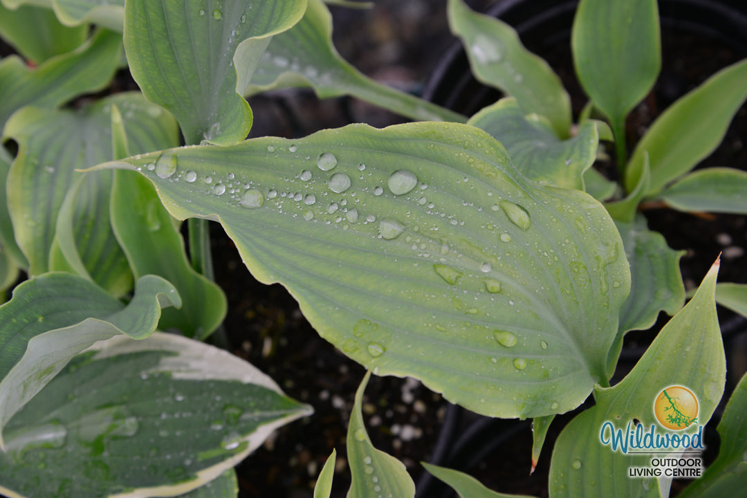 Hosta - Neptune, 1 Pack