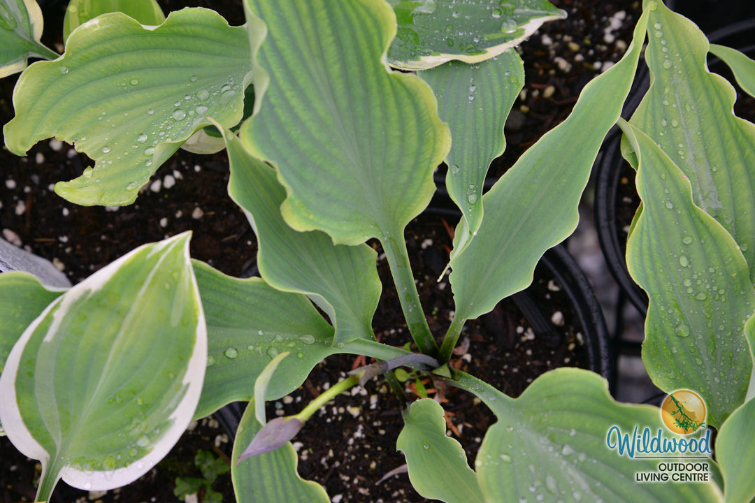 Hosta - Neptune, 1 Pack