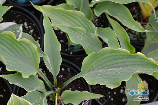 Hosta - Neptune, 1 Pack