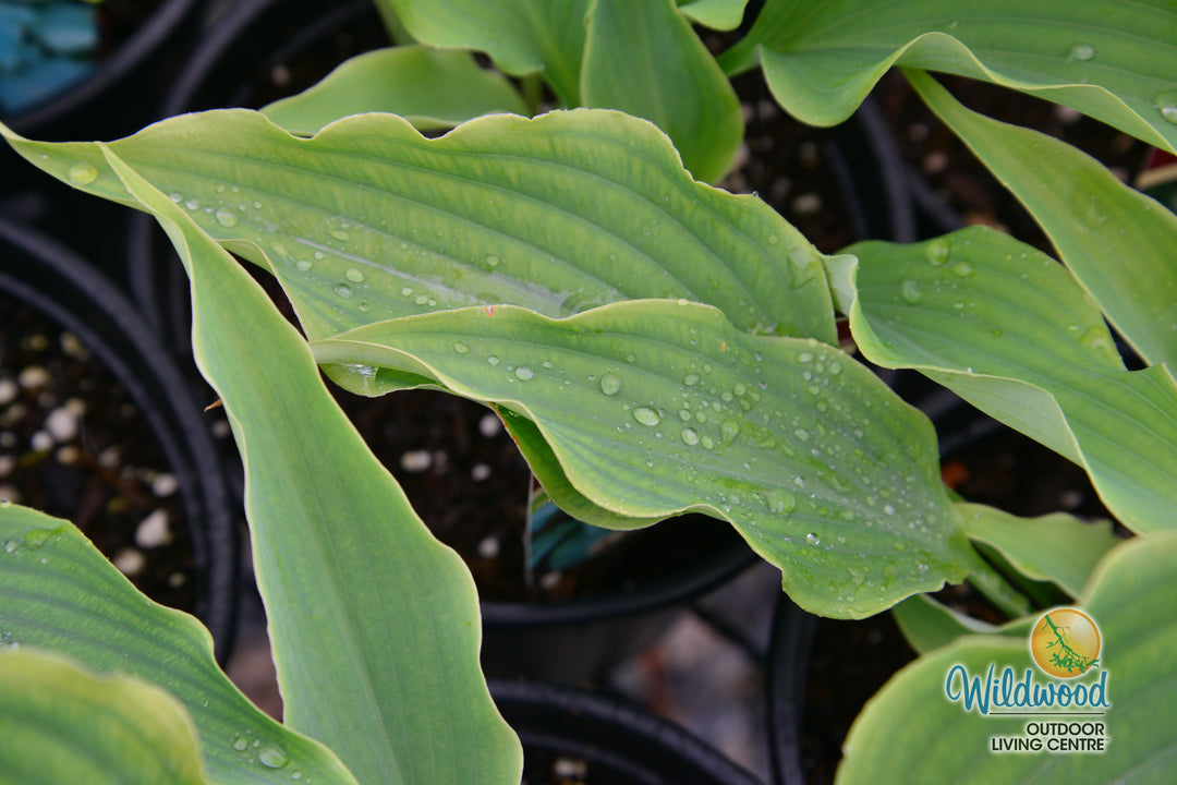 Hosta - Neptune, 1 Pack