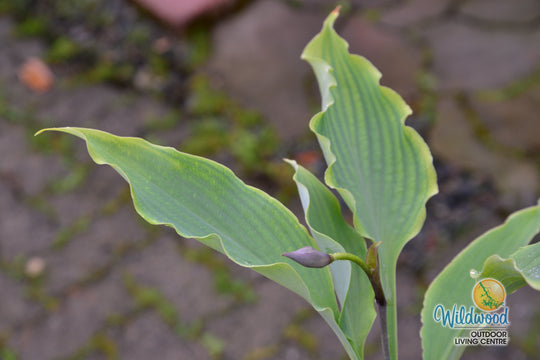 Hosta - Neptune, 1 Pack