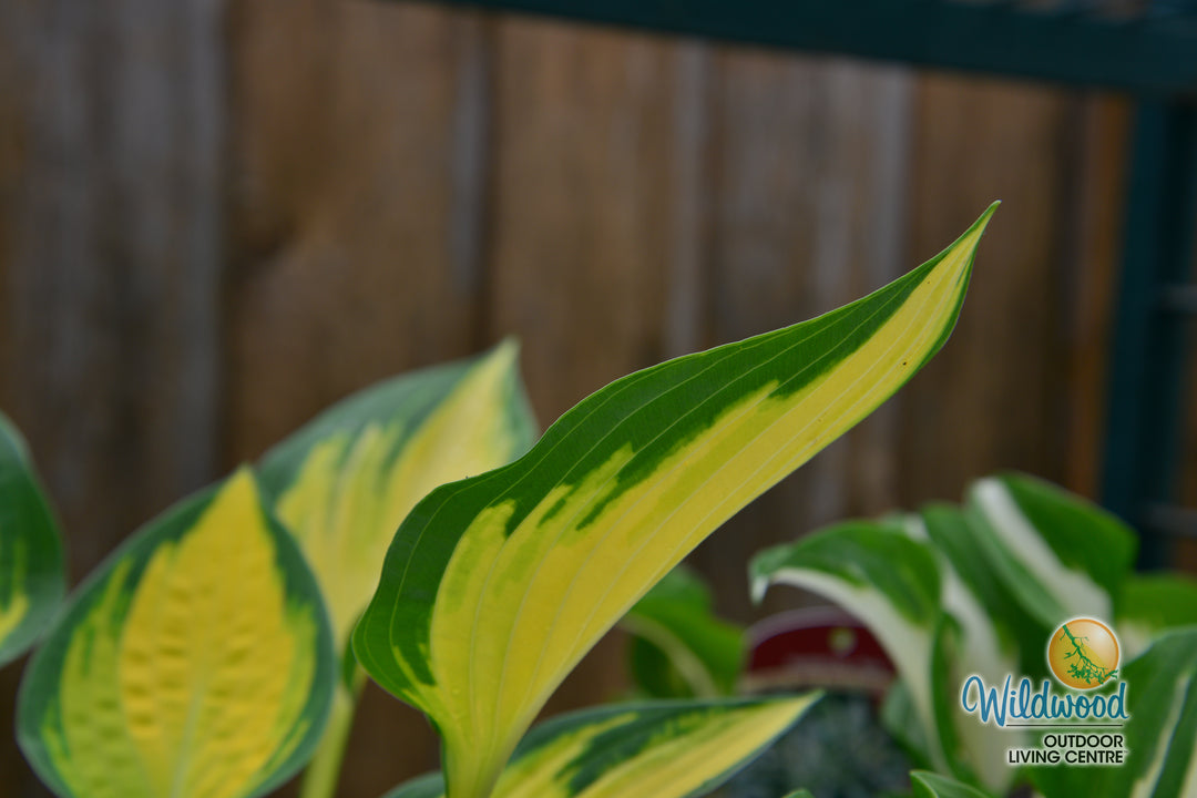 Hosta - Orange Marmalade, 1 Pack