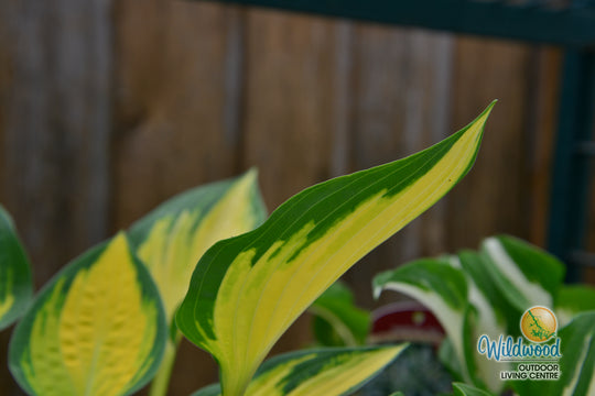 Hosta - Orange Marmalade, 1 Pack