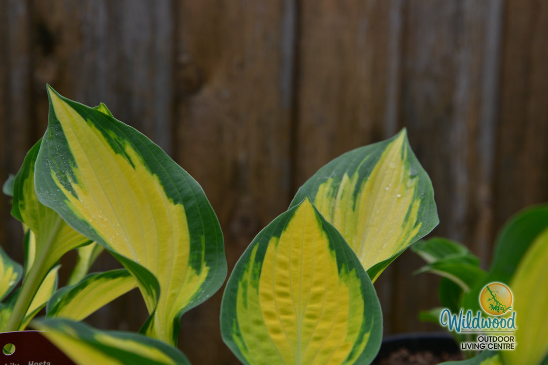 Hosta - Orange Marmalade, 1 Pack