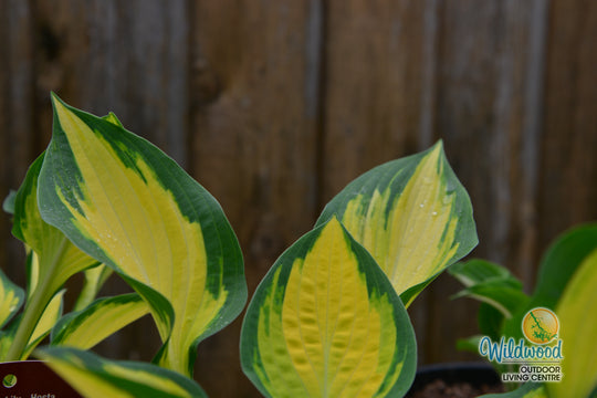 Hosta - Orange Marmalade, 1 Pack