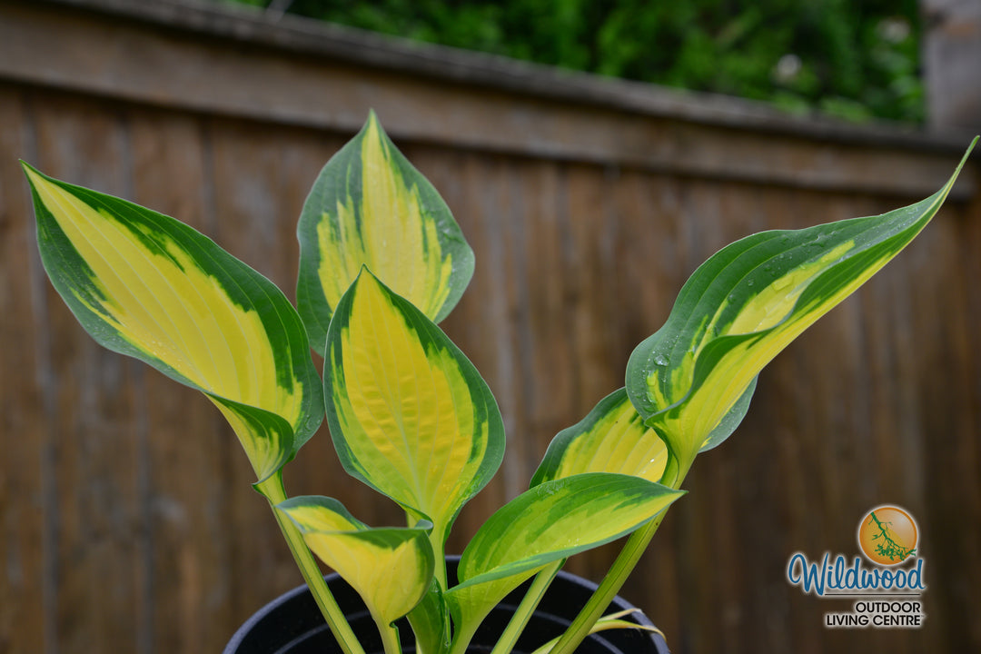 Hosta - Orange Marmalade, 1 Pack