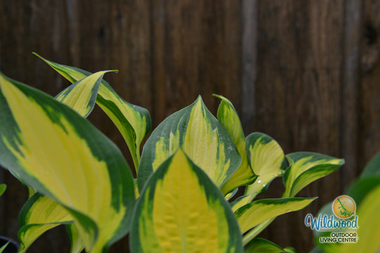 Hosta - Orange Marmalade, 1 Pack