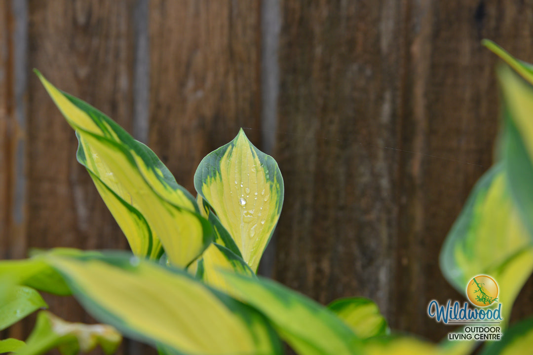 Hosta - Orange Marmalade, 1 Pack