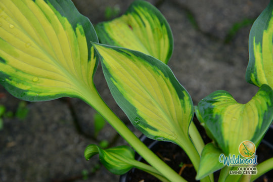 Hosta - Orange Marmalade, 1 Pack