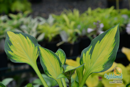 Hosta - Orange Marmalade, 1 Pack
