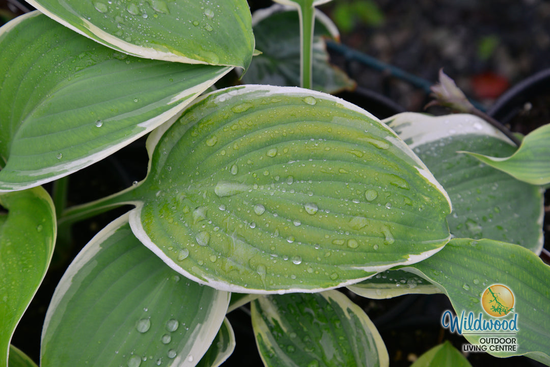 Hosta - Orion's Belt, 1 Pack