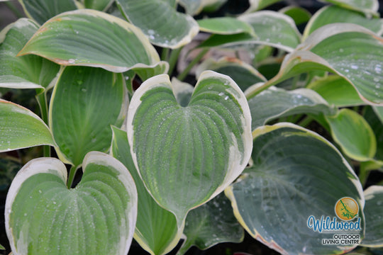 Hosta - Orion's Belt, 1 Pack