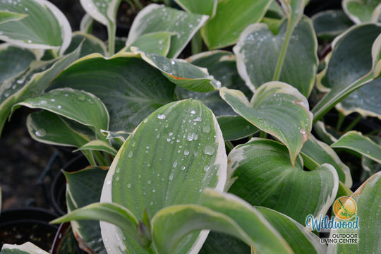 Hosta - Orion's Belt, 1 Pack