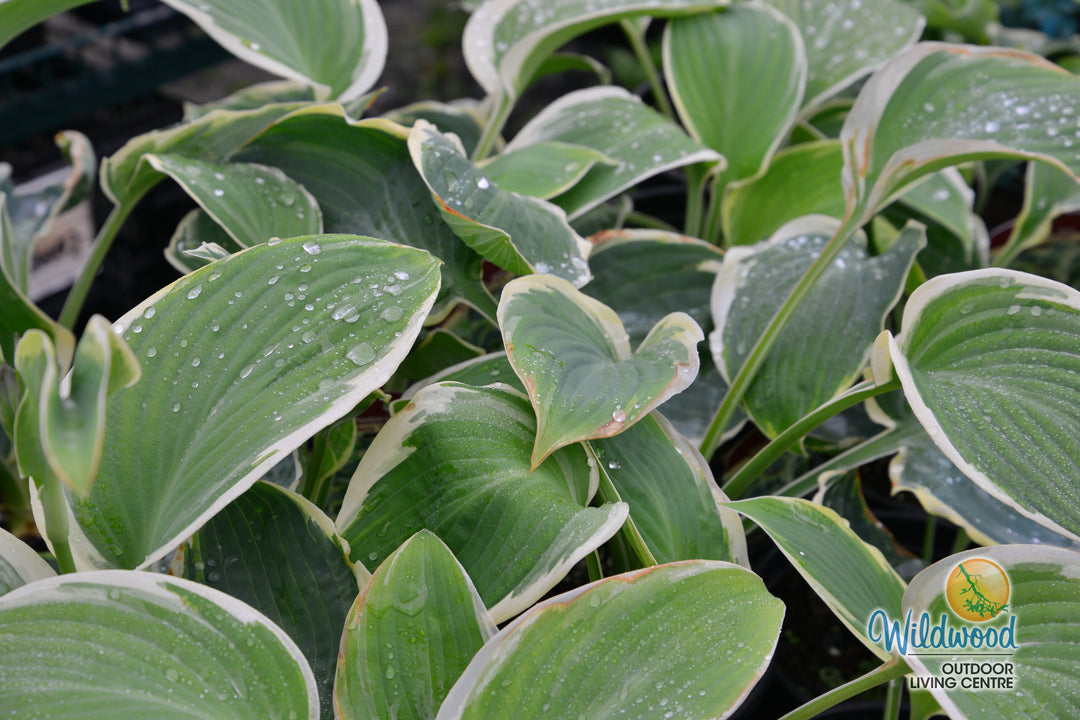 Hosta - Orion's Belt, 1 Pack