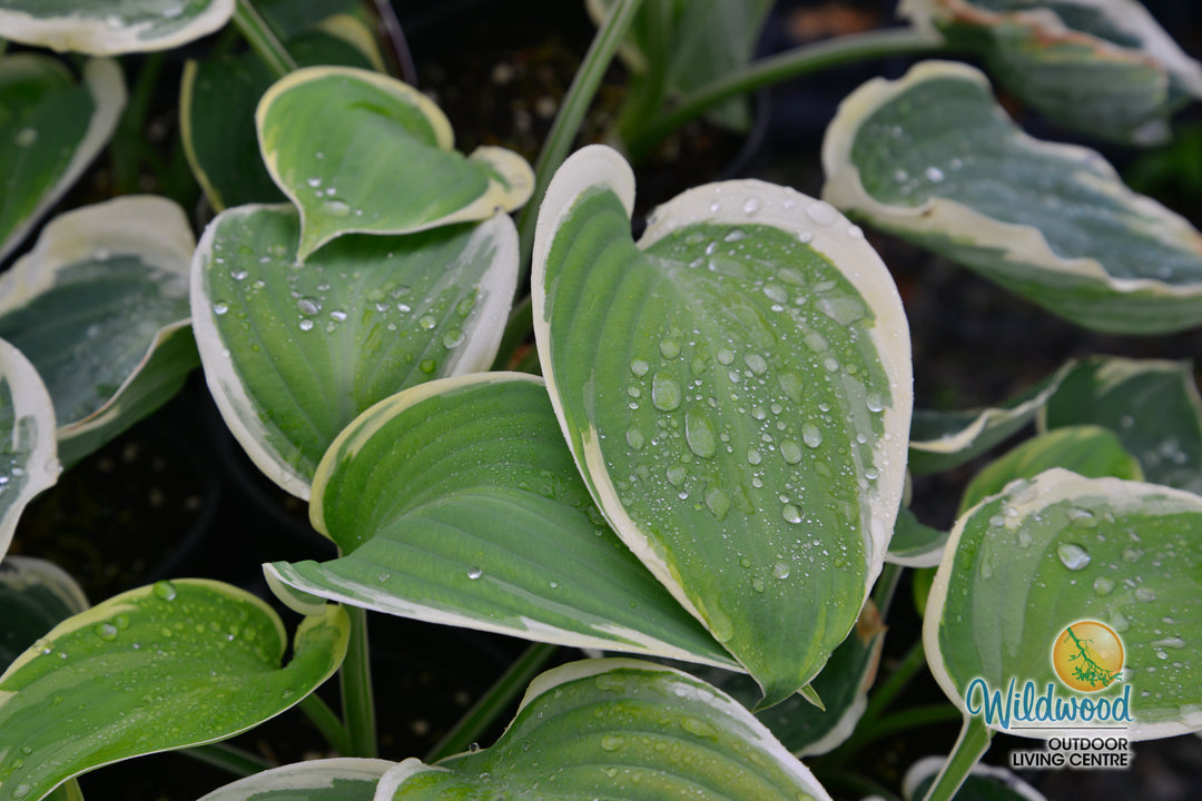 Hosta - Orion's Belt, 1 Pack