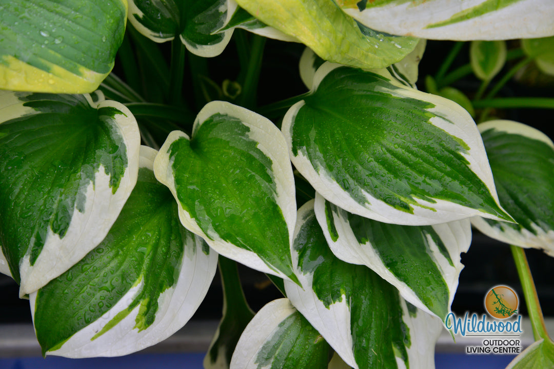 Hosta - Patriot, 1 Pack