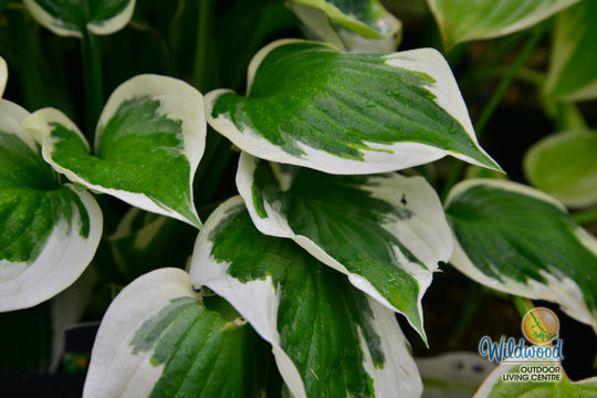 Hosta - Patriot, 1 Pack