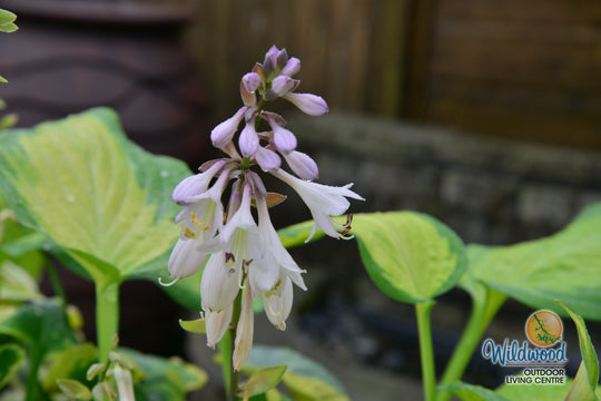 Hosta - Paul's Glory, 1 Pack