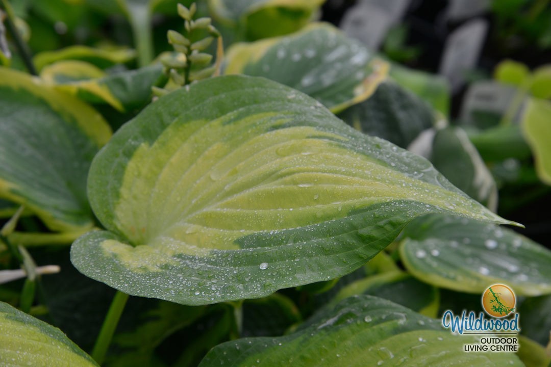 Hosta - Paul's Glory, 1 Pack