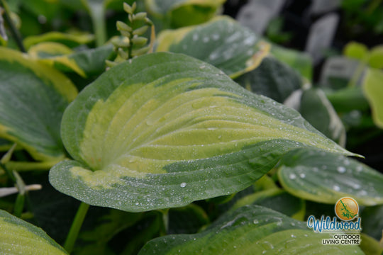 Hosta - Paul's Glory, 1 Pack