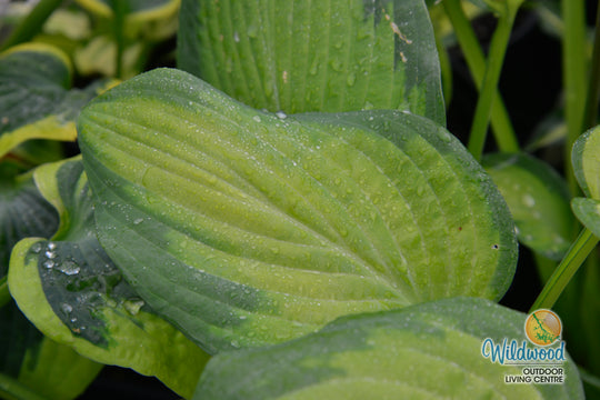 Hosta - Paul's Glory, 1 Pack
