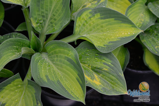 Hosta - Paul's Glory, 1 Pack