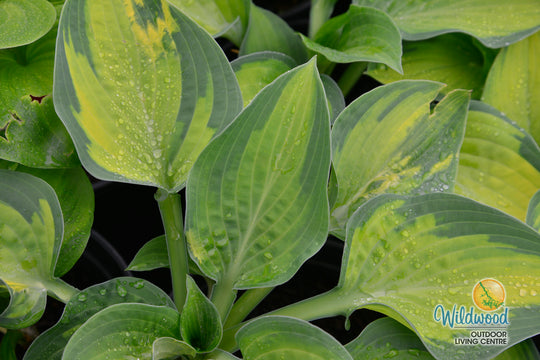 Hosta - Paul's Glory, 1 Pack