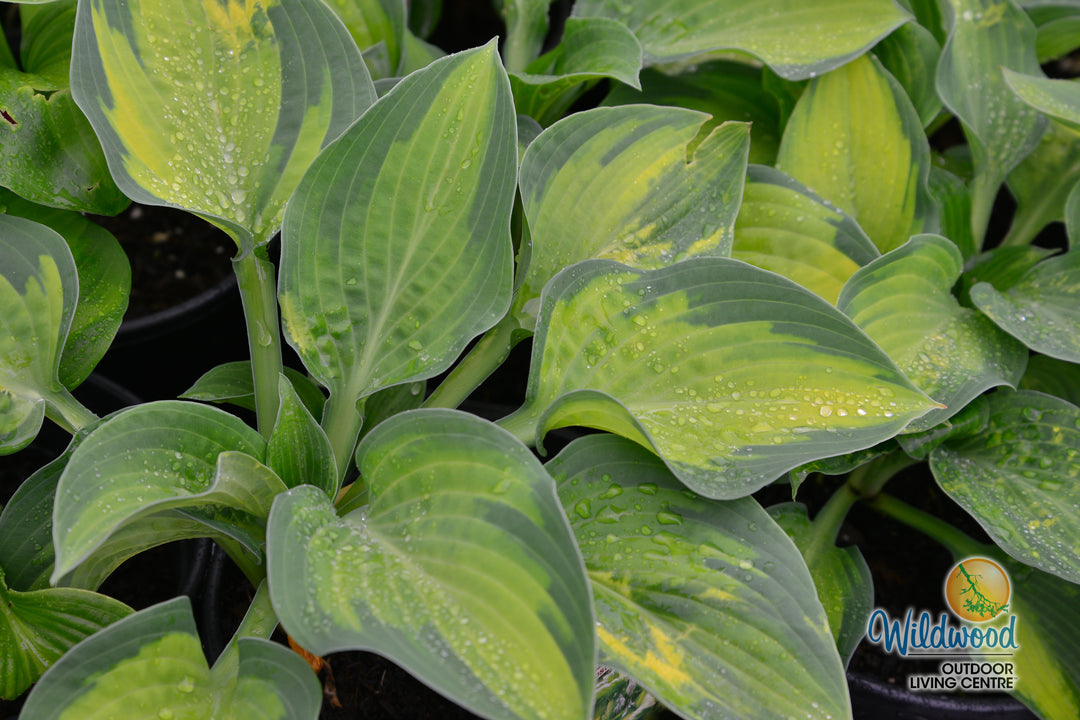 Hosta - Paul's Glory, 1 Pack