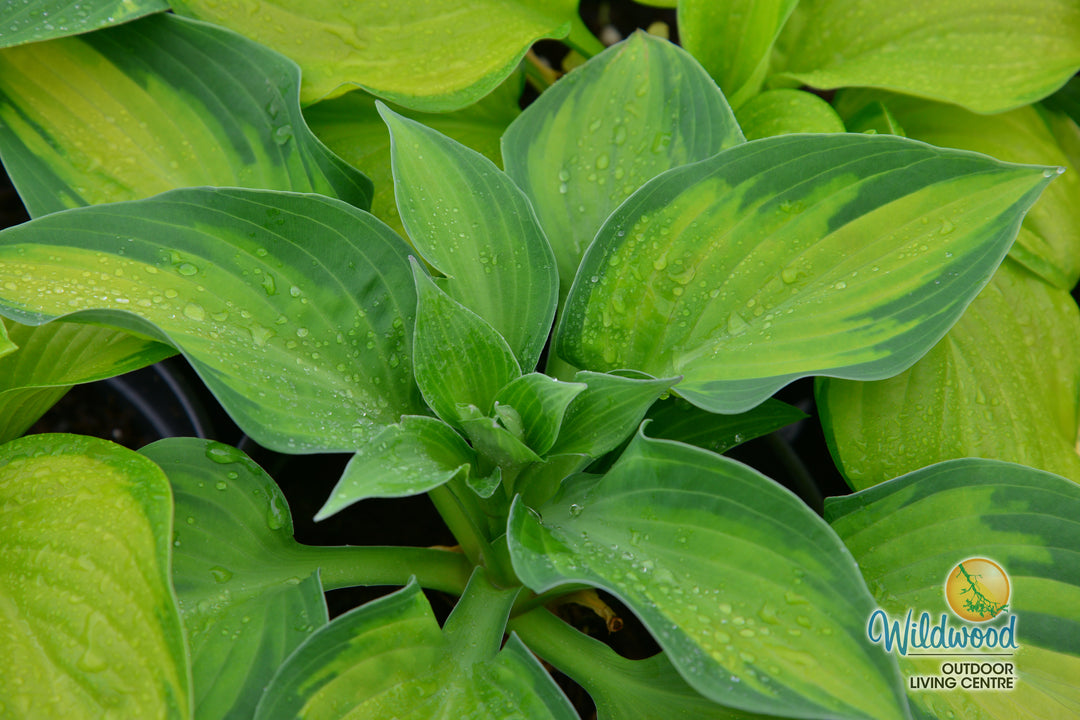 Hosta - Paul's Glory, 1 Pack