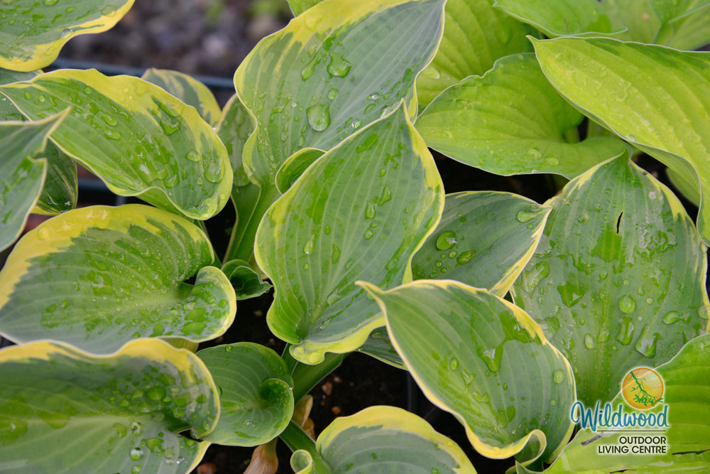 Hosta - Pizzazz, 1 Pack
