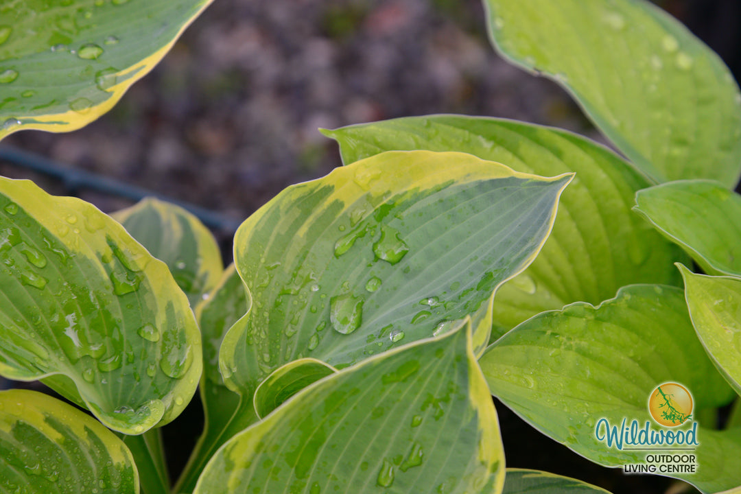 Hosta - Pizzazz, 1 Pack