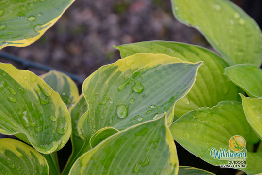 Hosta - Pizzazz, 1 Pack