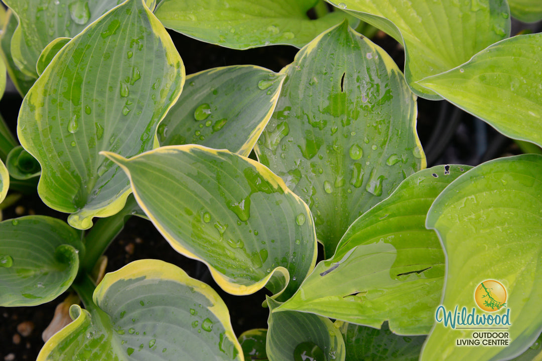 Hosta - Pizzazz, 1 Pack