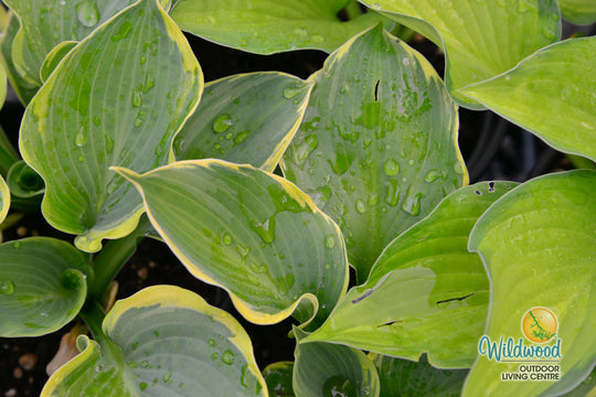 Hosta - Pizzazz, 1 Pack