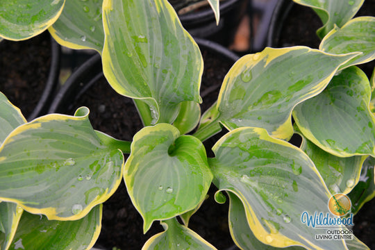 Hosta - Pizzazz, 1 Pack
