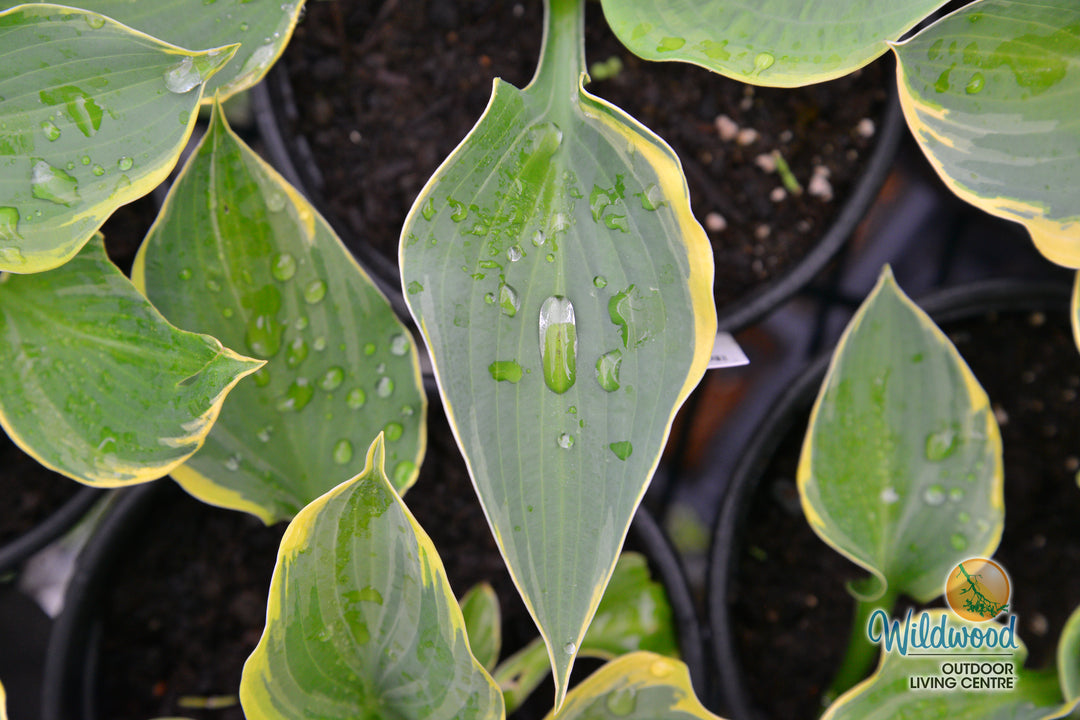 Hosta - Pizzazz, 1 Pack