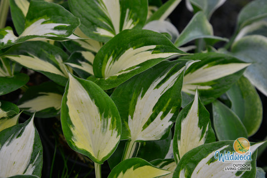 Hosta - Revolution, 1 Pack