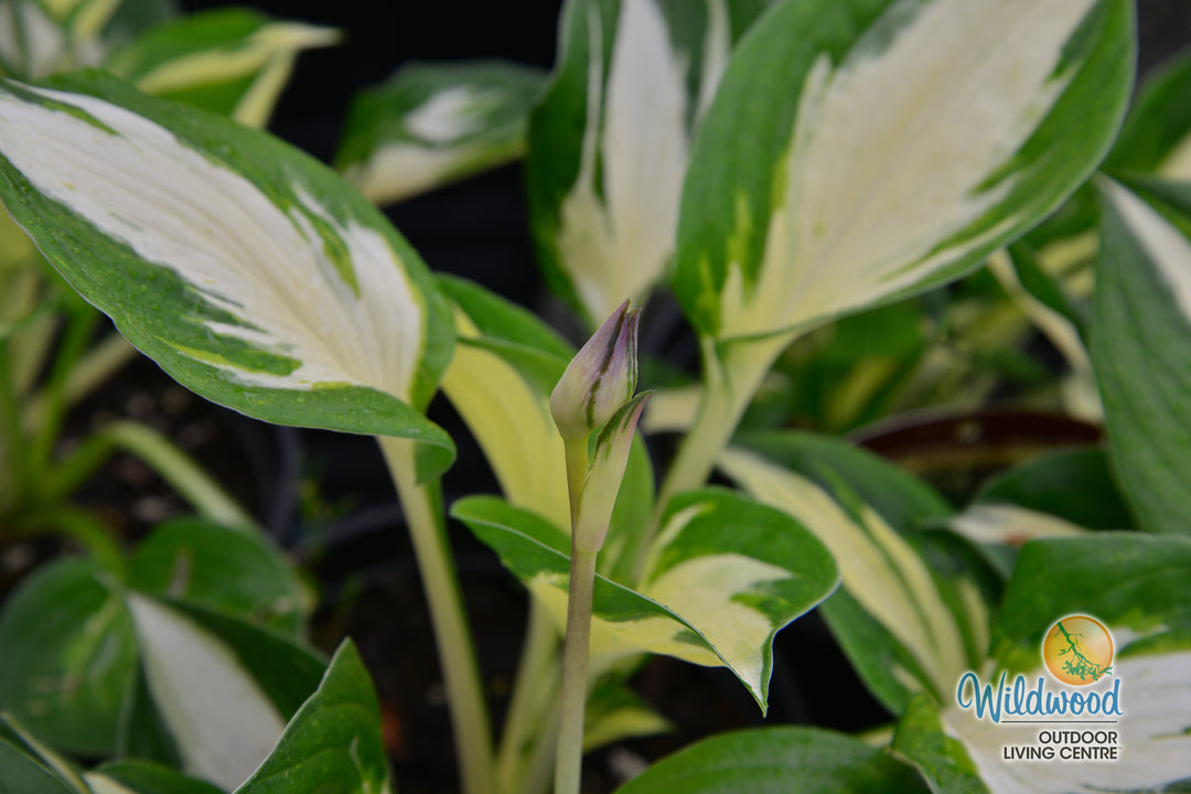 Hosta - Revolution, 1 Pack