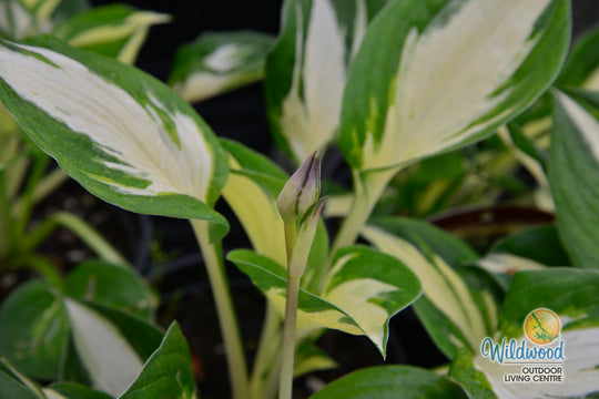 Hosta - Revolution, 1 Pack