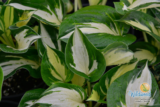 Hosta - Revolution, 1 Pack