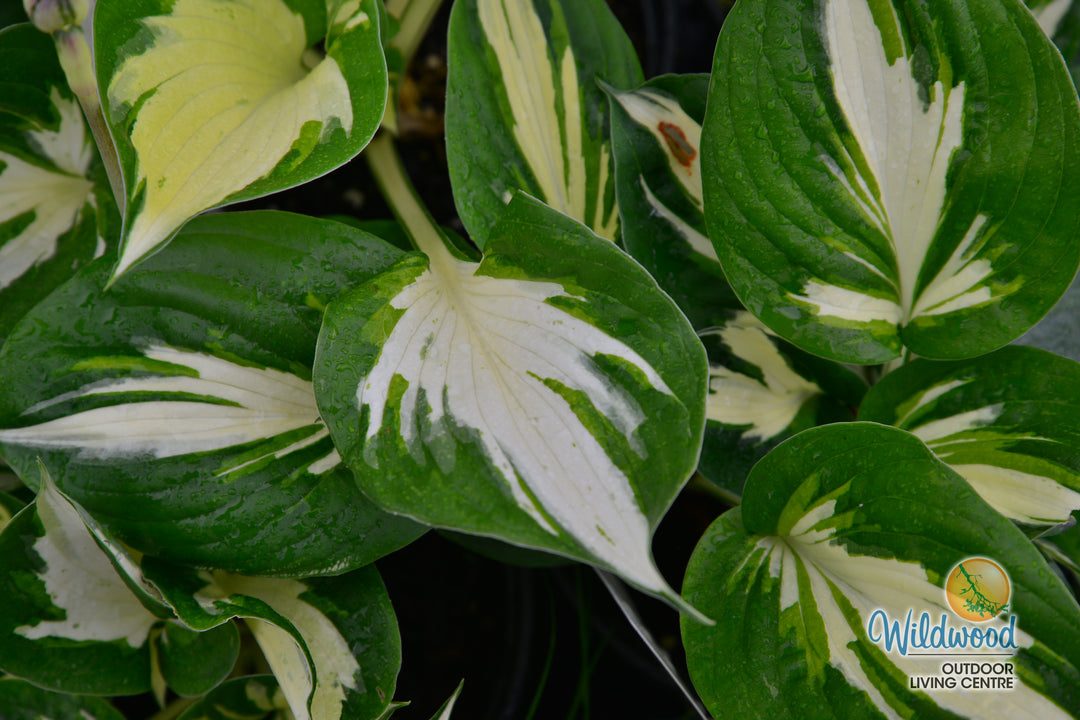 Hosta - Revolution, 1 Pack
